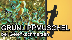 Grünlippmuschel