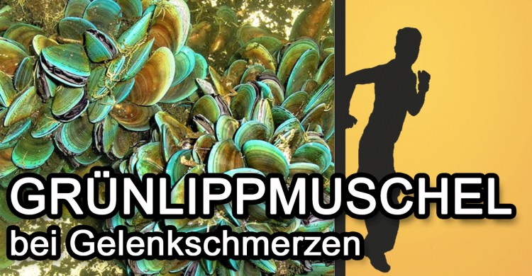 Grünlippmuschel