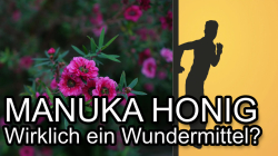 Manuka Honig