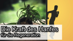 Die Kraft des Hanfes für die Regeneration